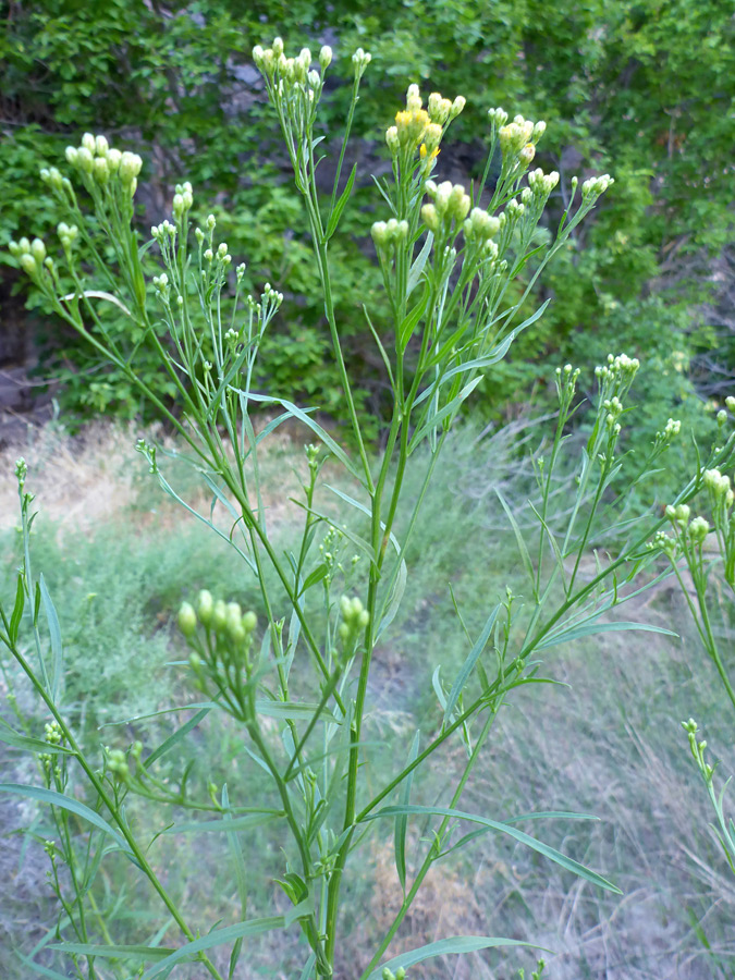 Branched stem