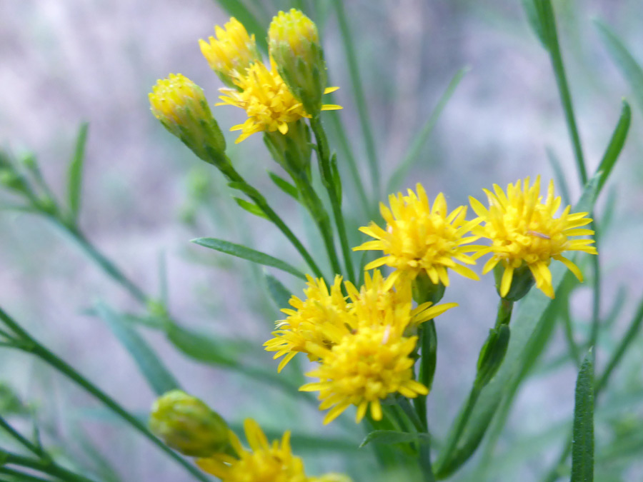 Yellow flowerheads