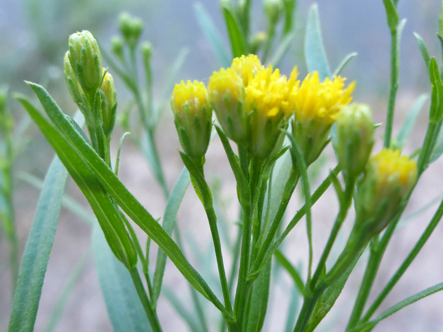 Green phyllaries