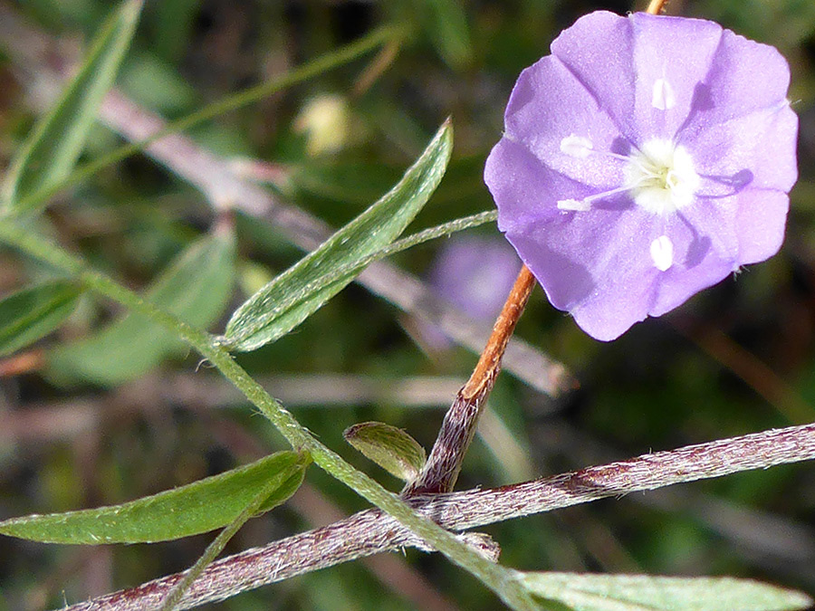 Hairy, woody stem