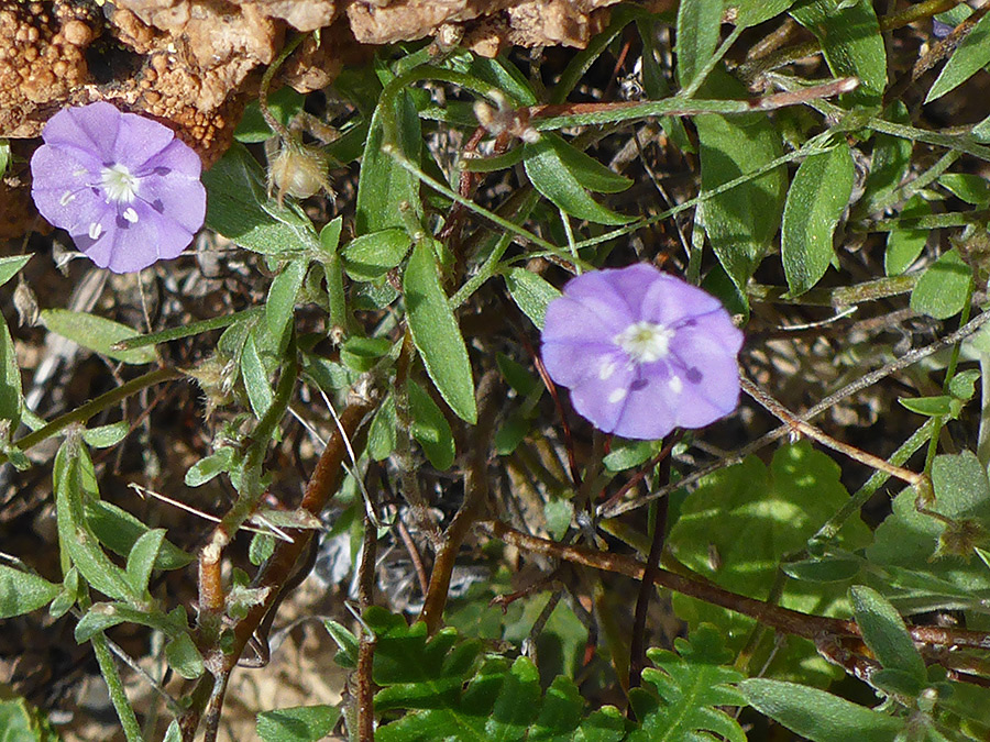 Leaves and flowers