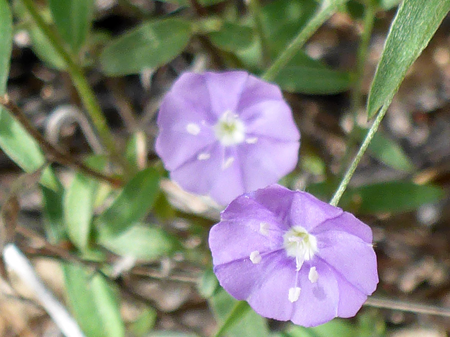 Purple flowers