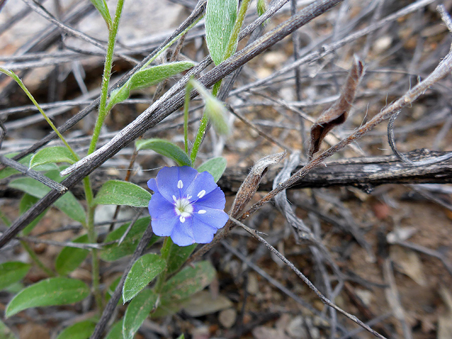 Single flower