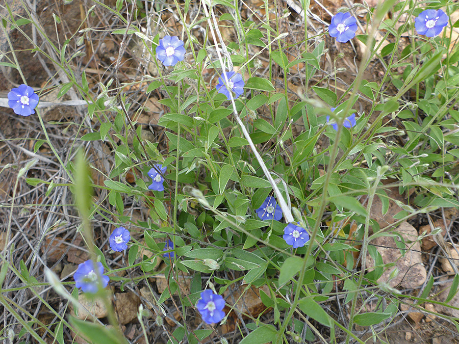 Flowers, stems and leaves