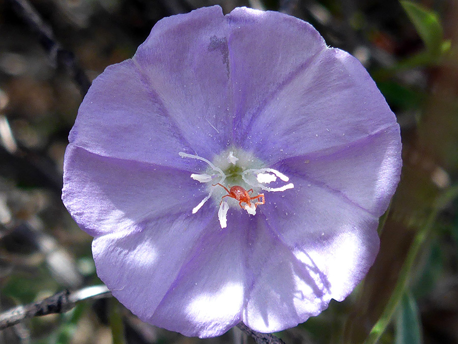 Arizona Blue-Eyes, Evolvulus Arizonicus