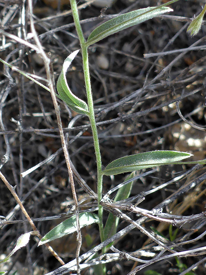 Alternate leaves