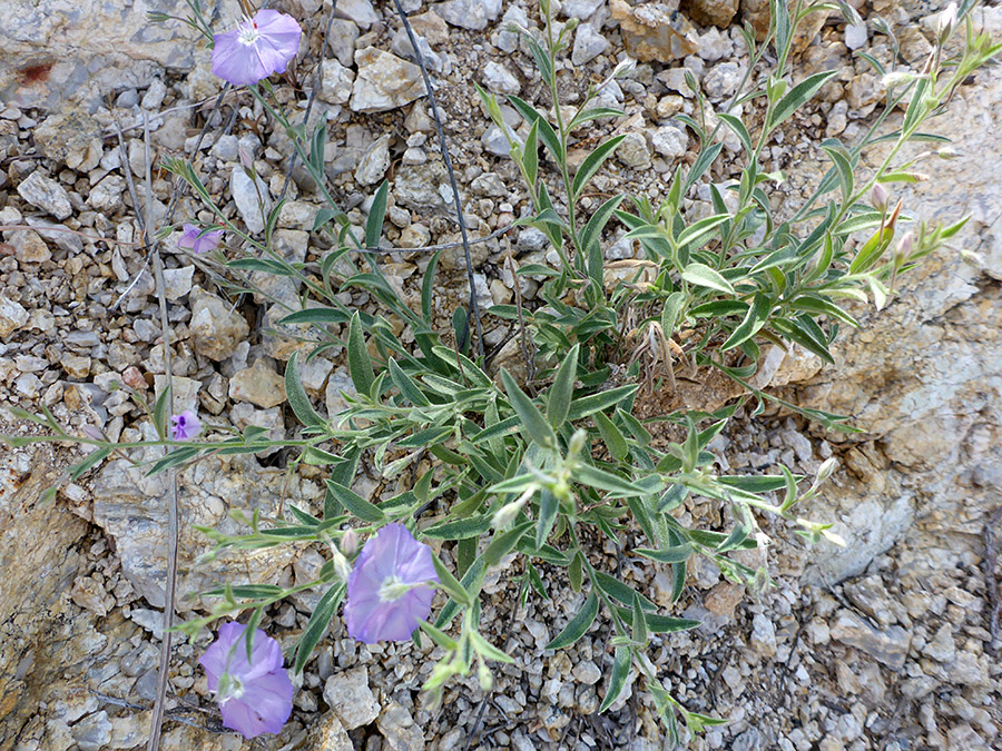 Flowers, stems and leaves