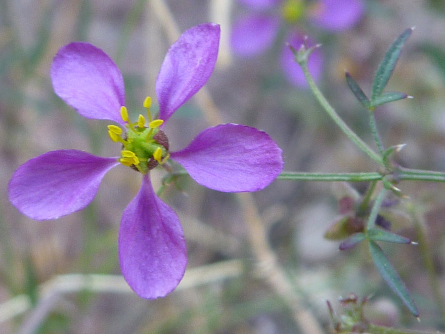 Five-petaled flower