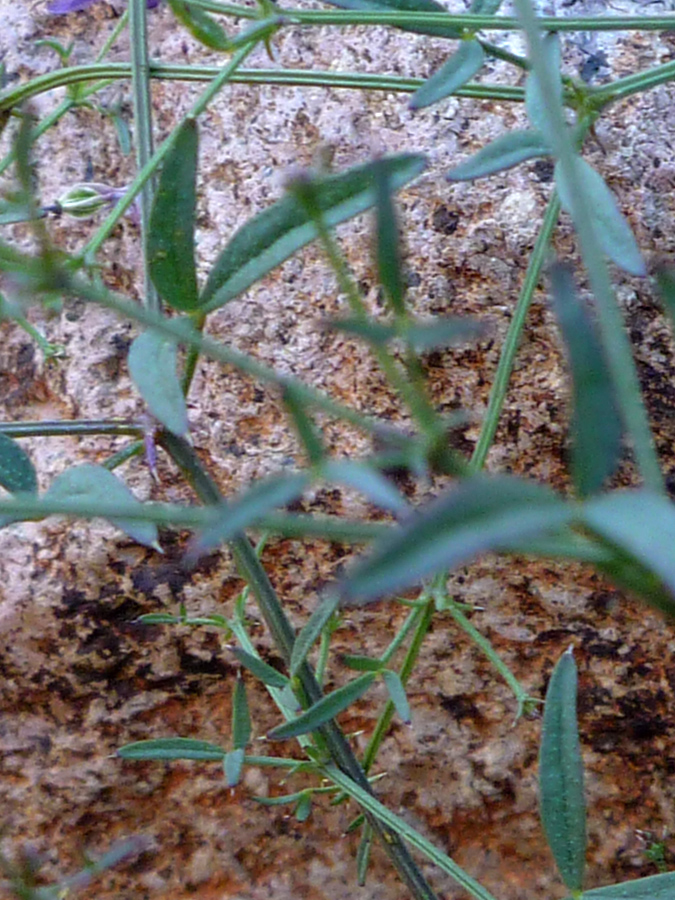 Leaves and stems