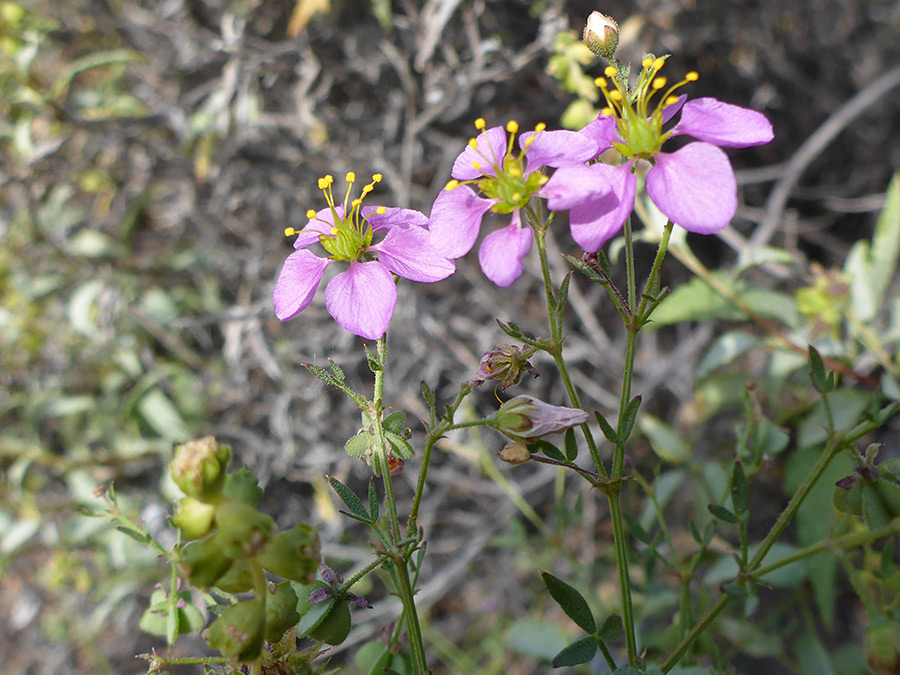 Stems and flowers