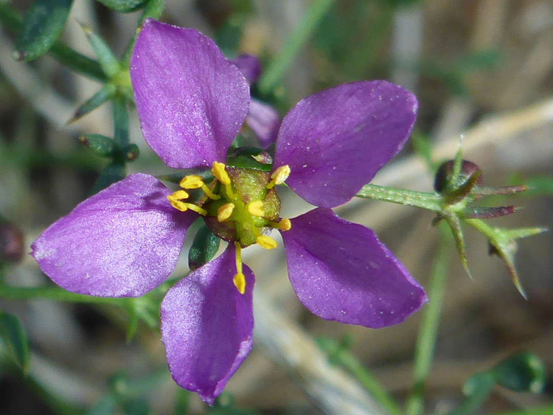 Five purple petals