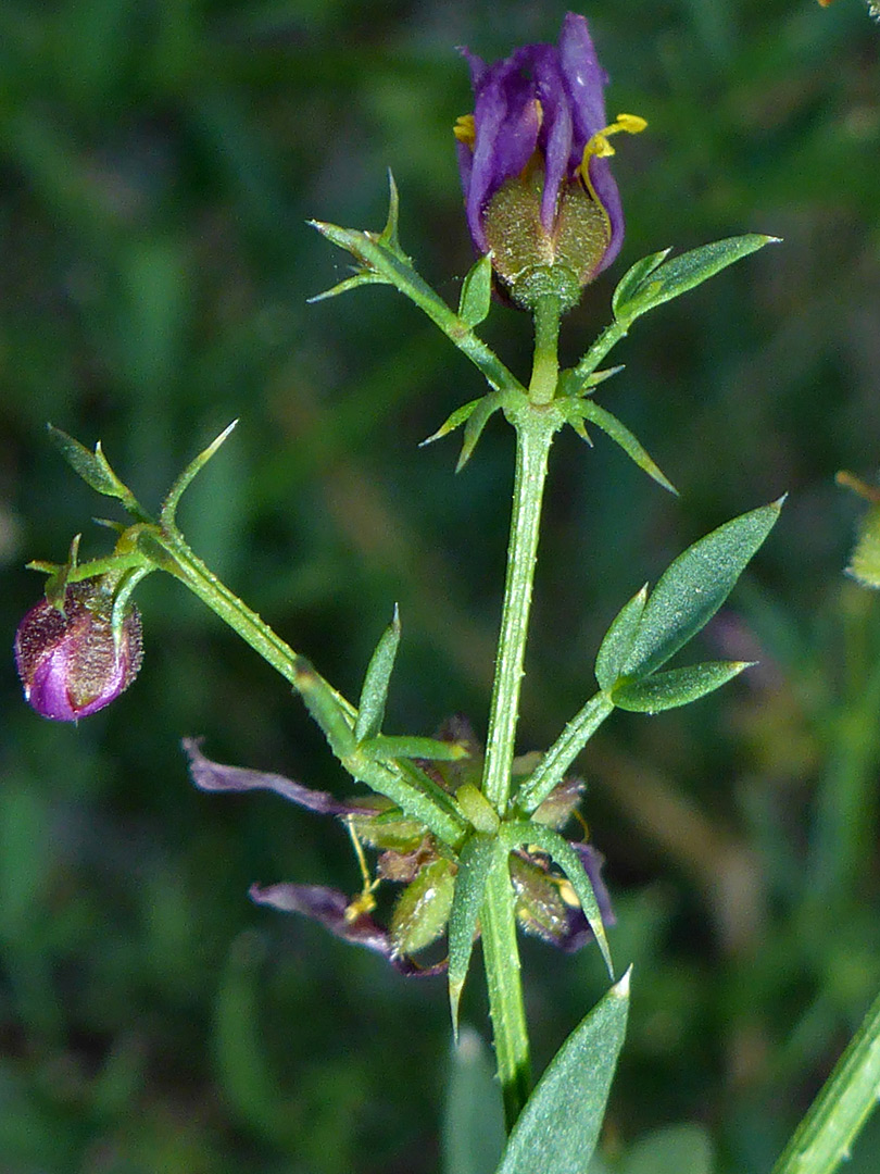 Leaves and flowers