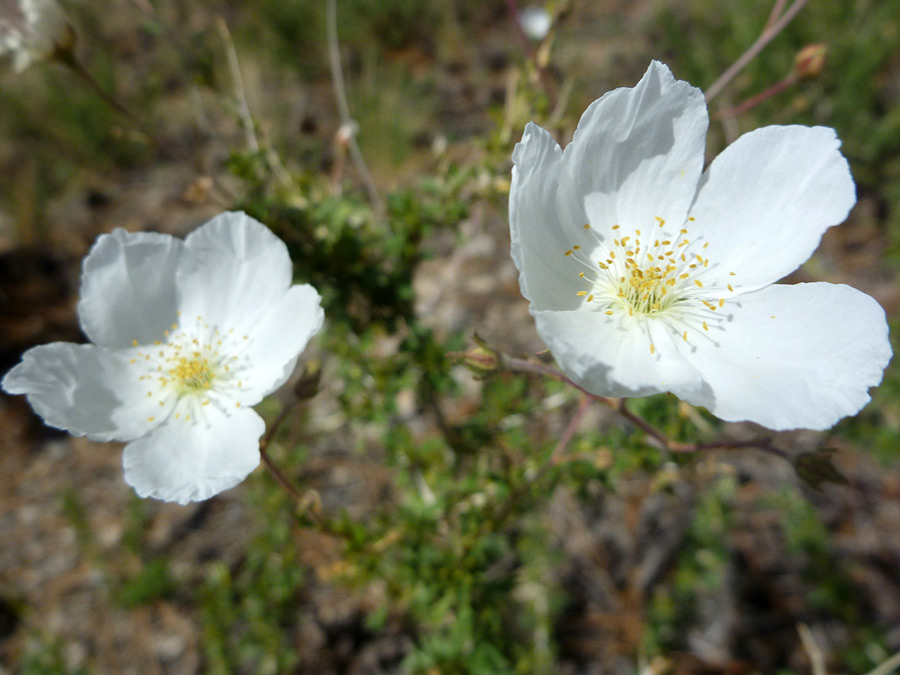 Two flowers