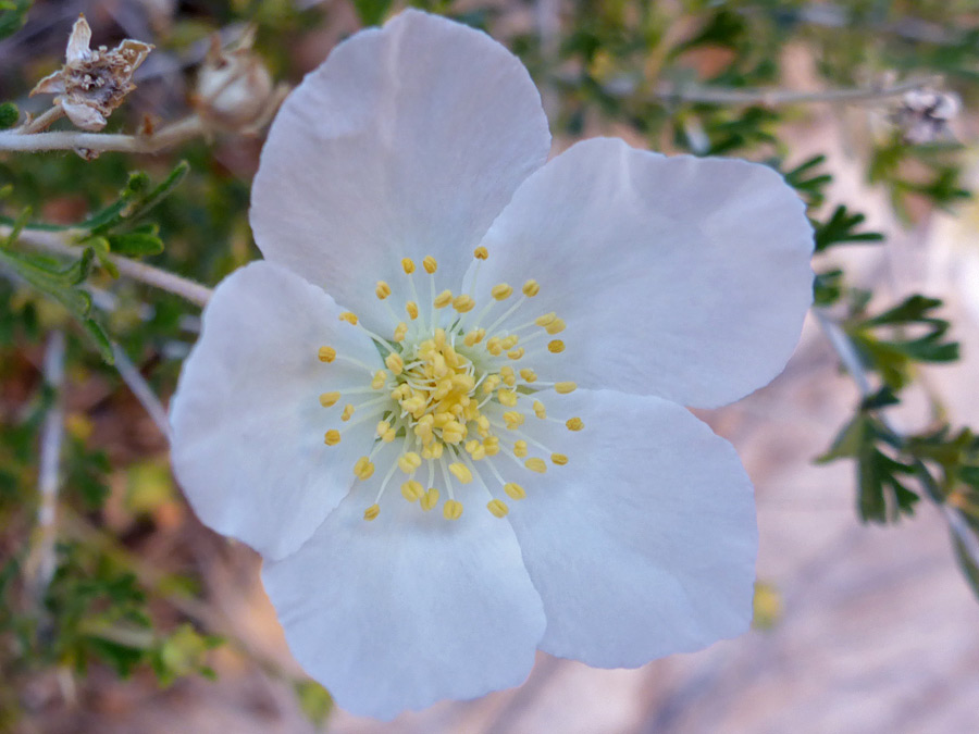 White flower