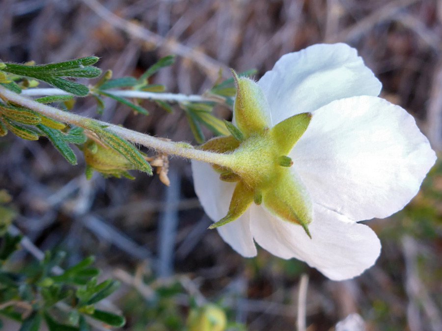 Petals and sepals