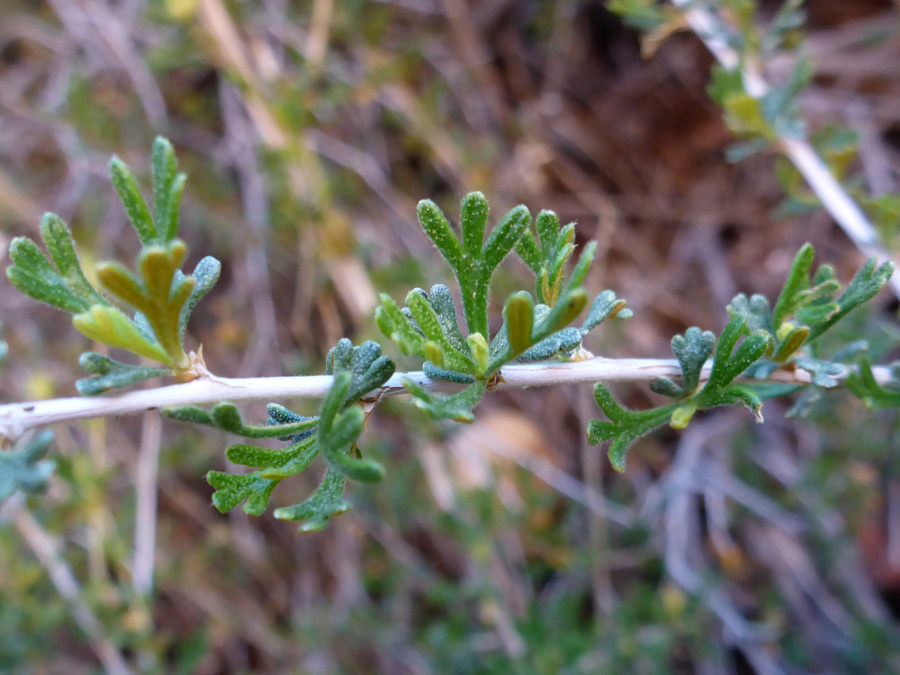 Stem and leaves