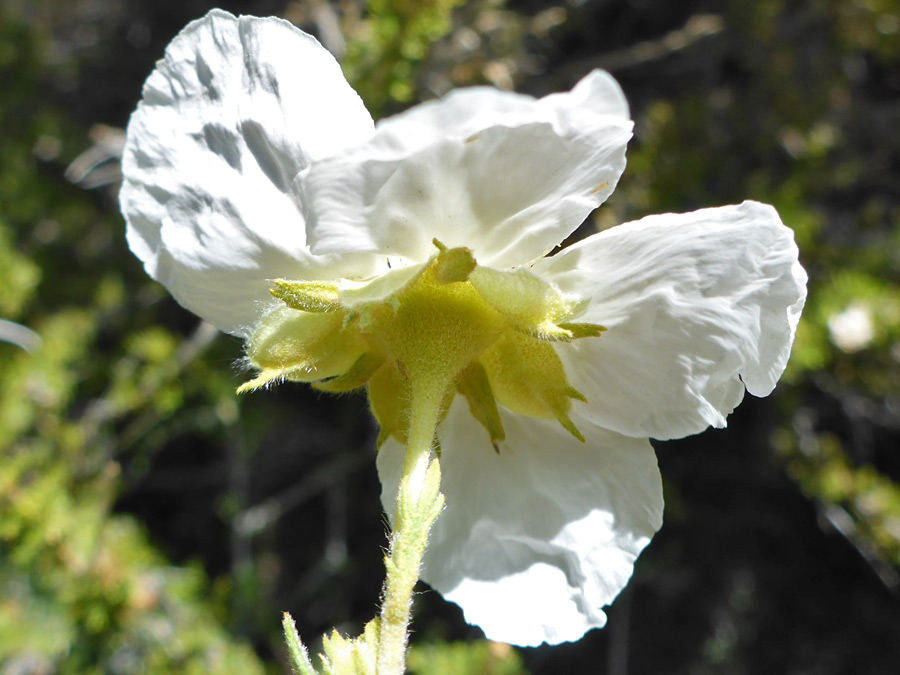 Light green sepals