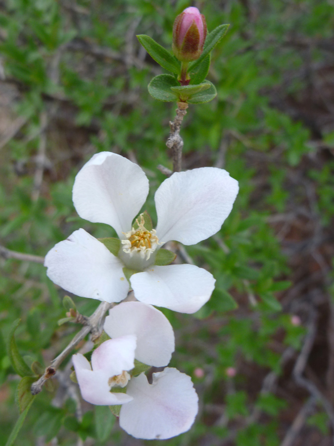 White flowers