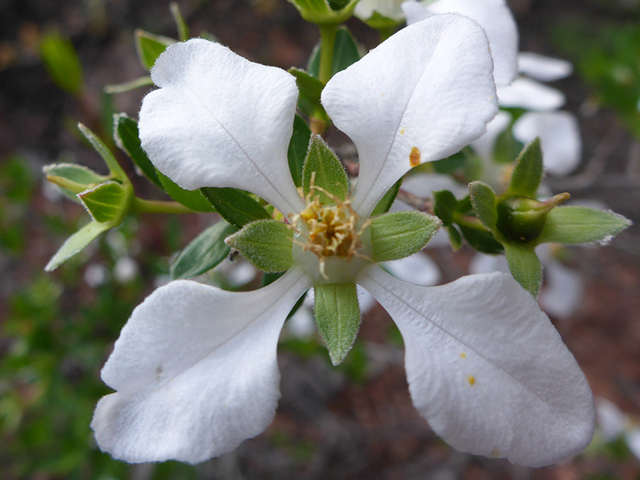 Four-petaled flower