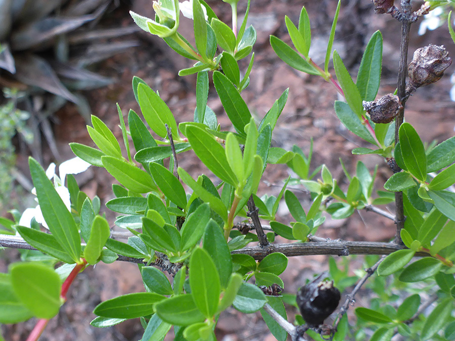 Green leaves and woody stems