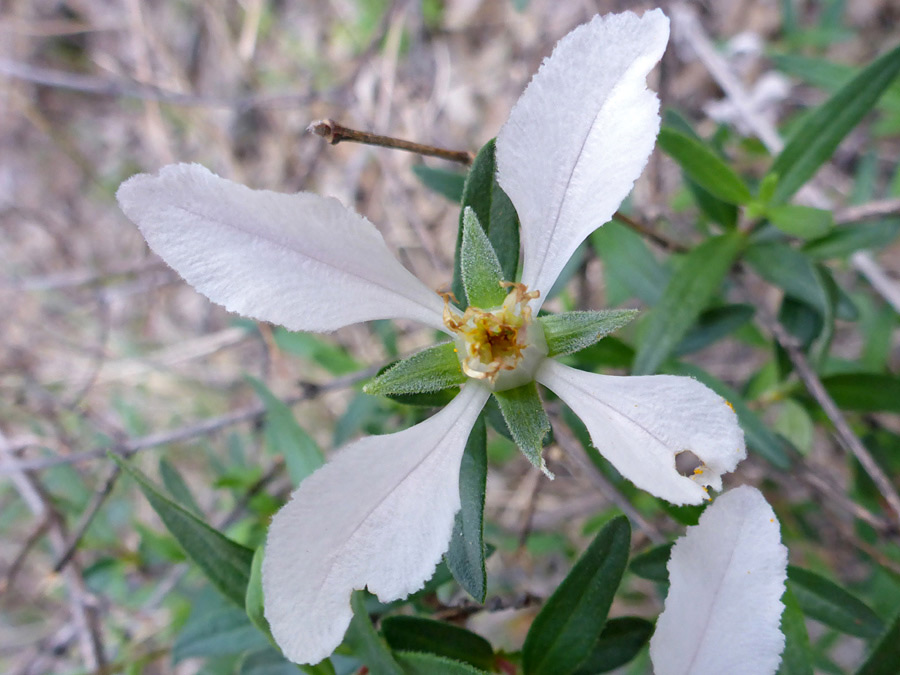 Sepals and petals