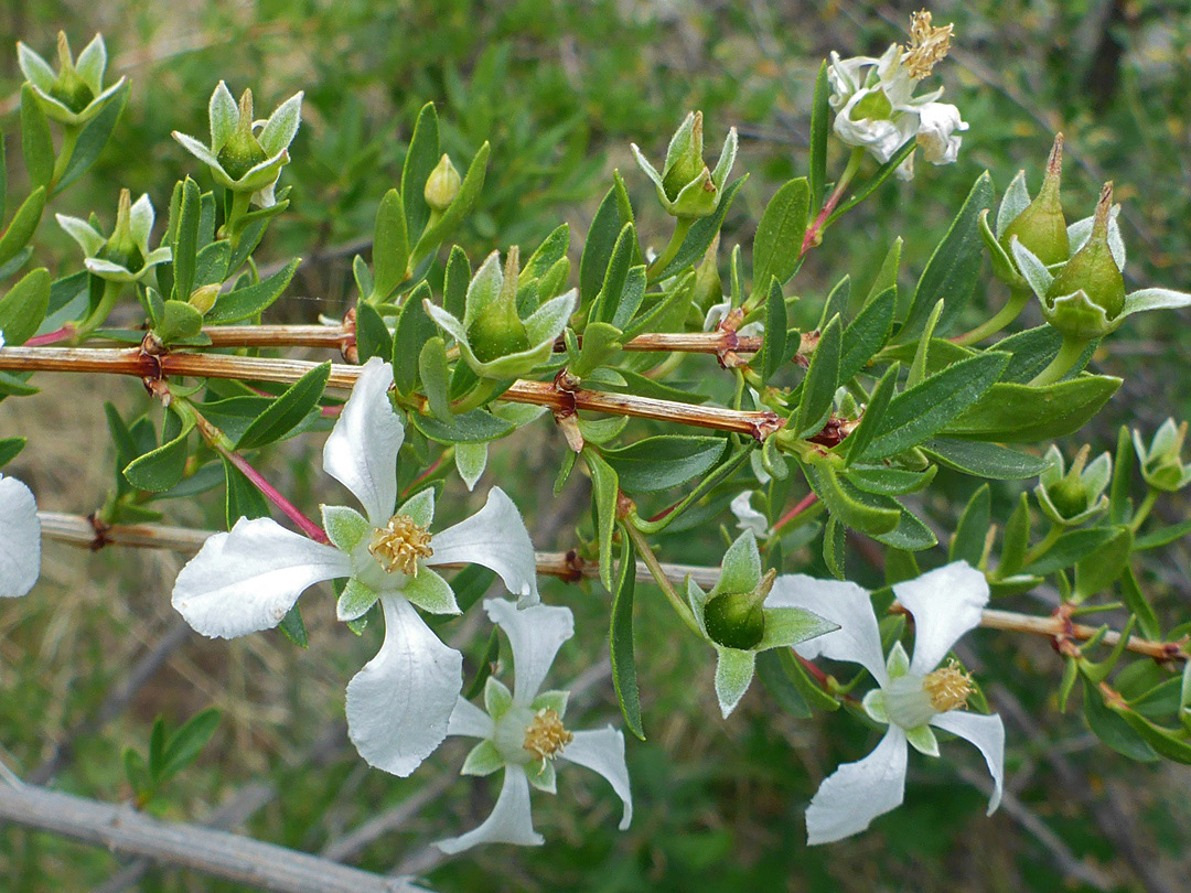 Woody branches