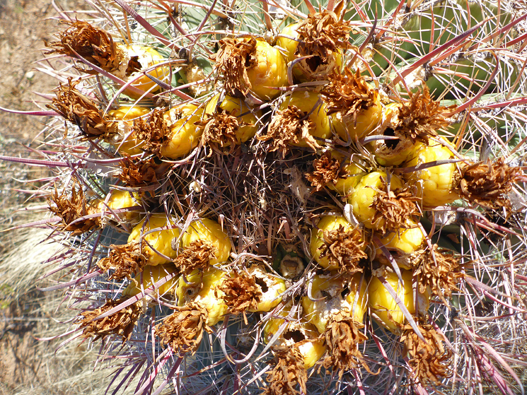 Yellow fruits