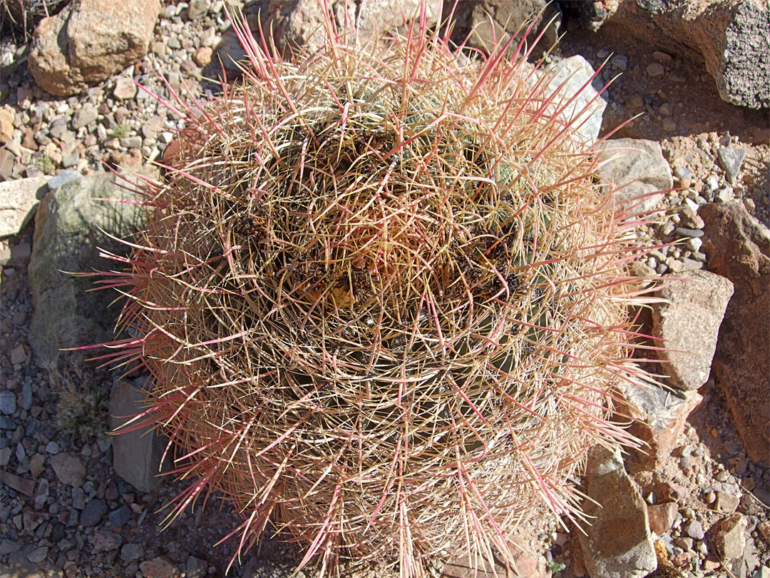 Dense spines