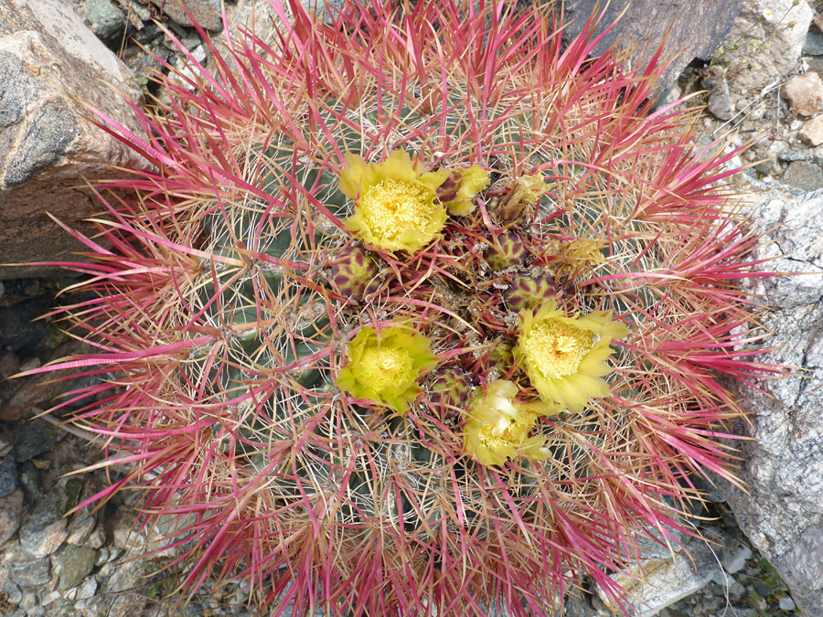 Flower cluster