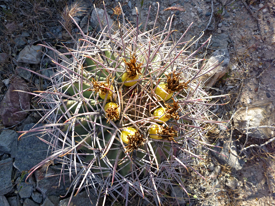 Long spines and yellow fruit