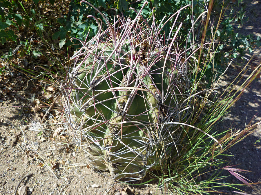 Upwards-pointing spines