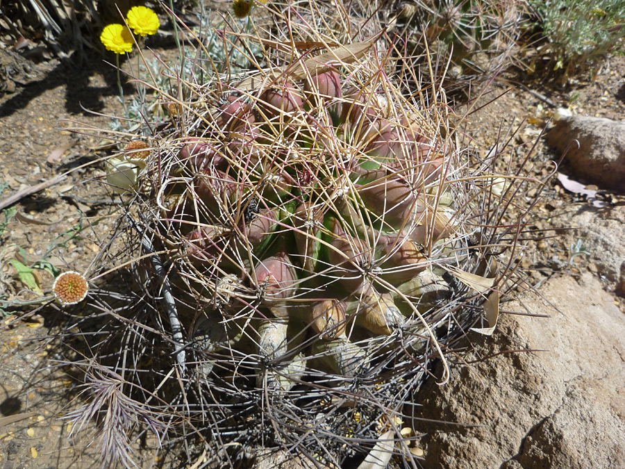 Purplish stem