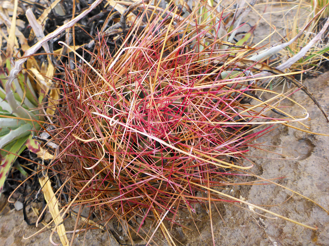 Yellow and red spines