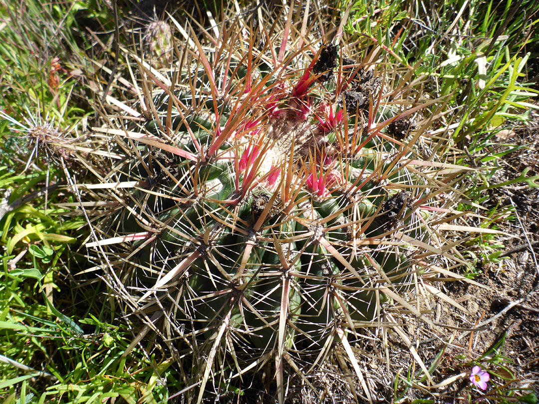 Spiny globe