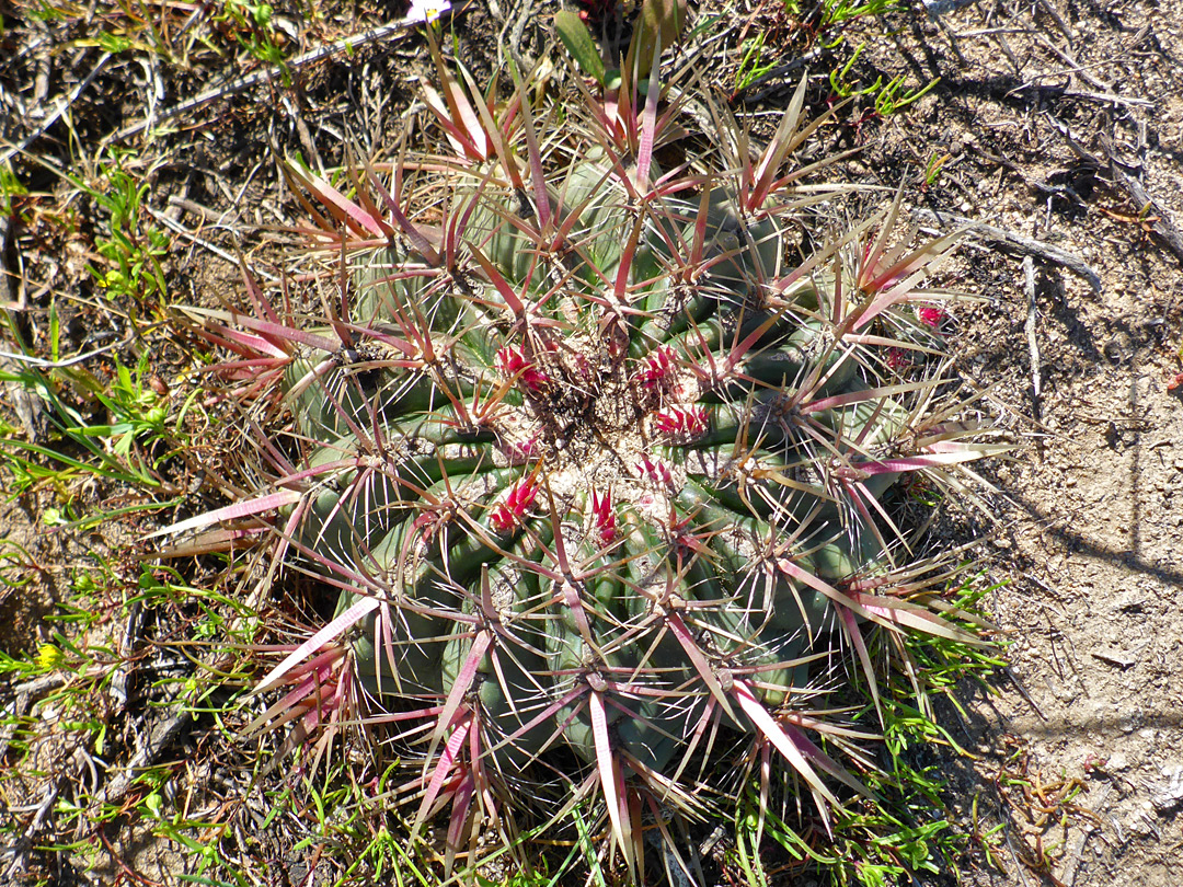 Spiny plant