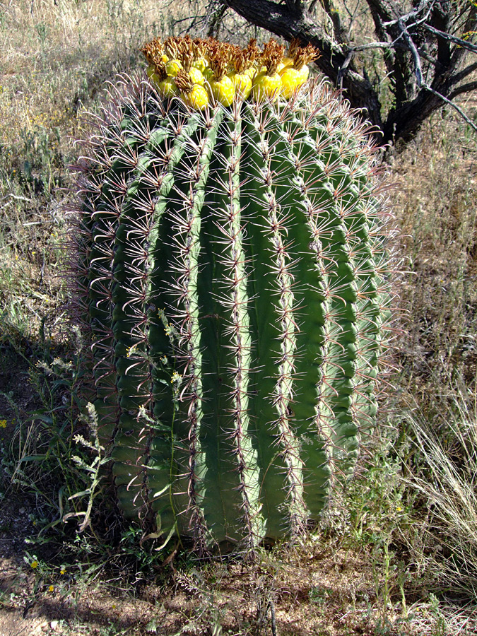 Medium-sized cactus
