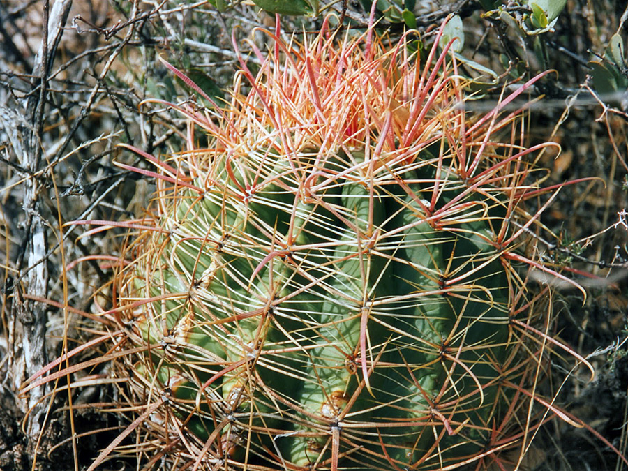 Pale red spines
