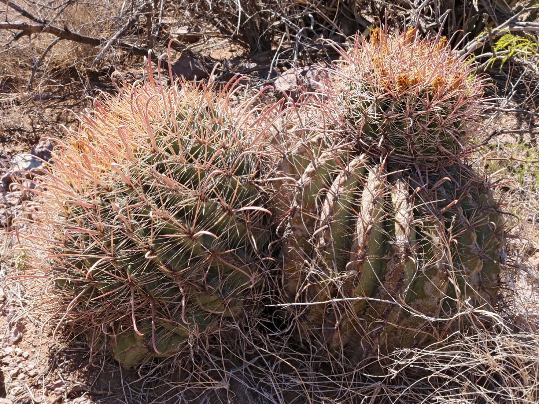 Two stems
