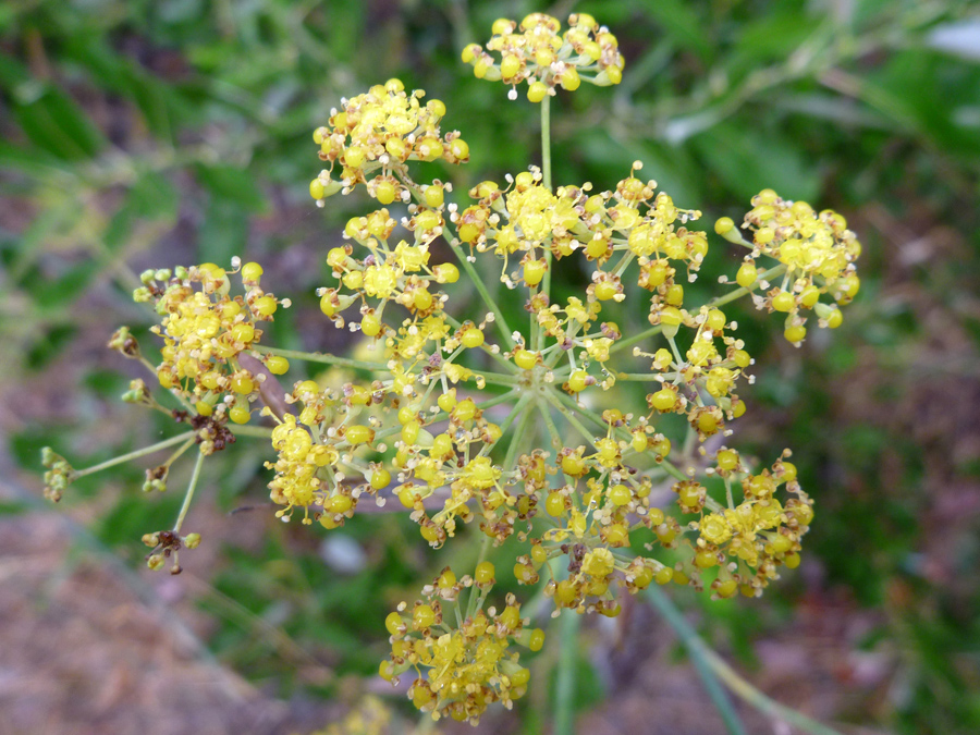 Withered flowers