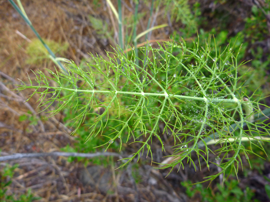 Finely divided leaf