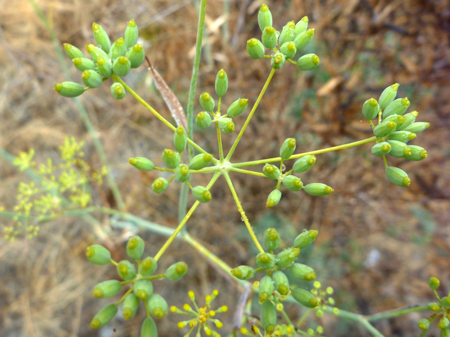 Green fruit