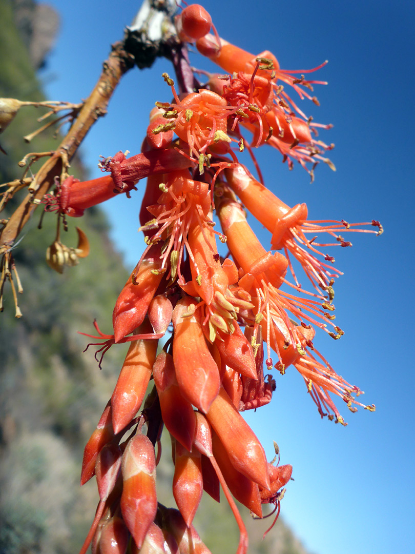 Exserted stamens