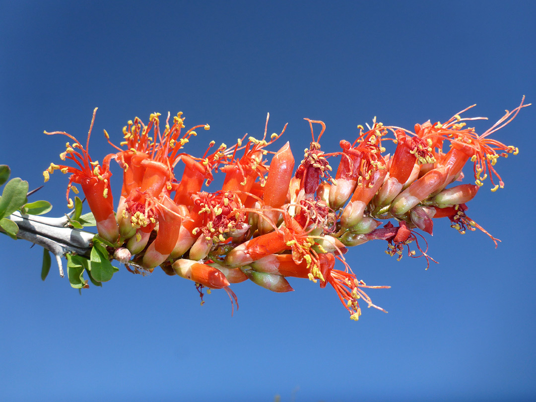 Flower cluster