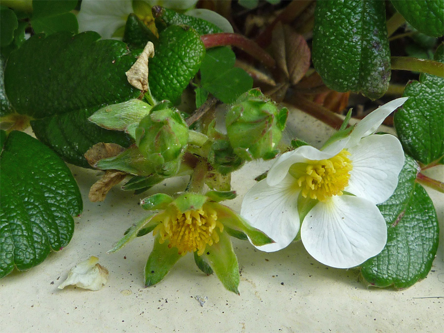 Flowers and buds