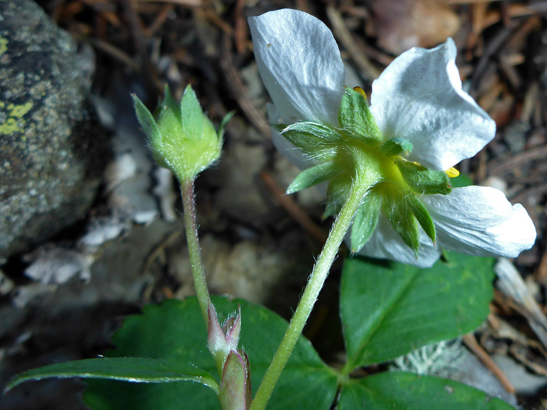 Hairy green sepals