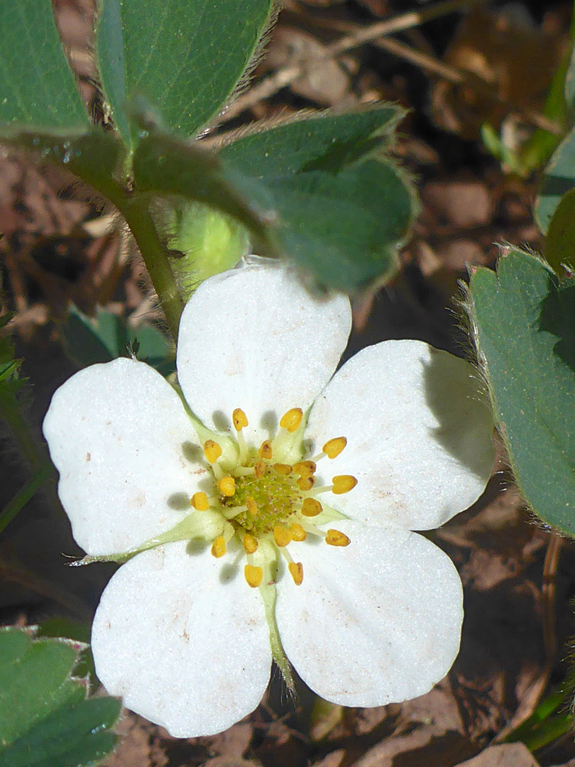 Flower and leaves