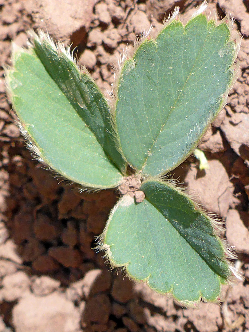 Hairy leaflets