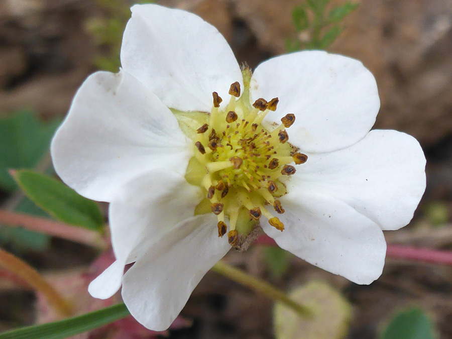 White petals