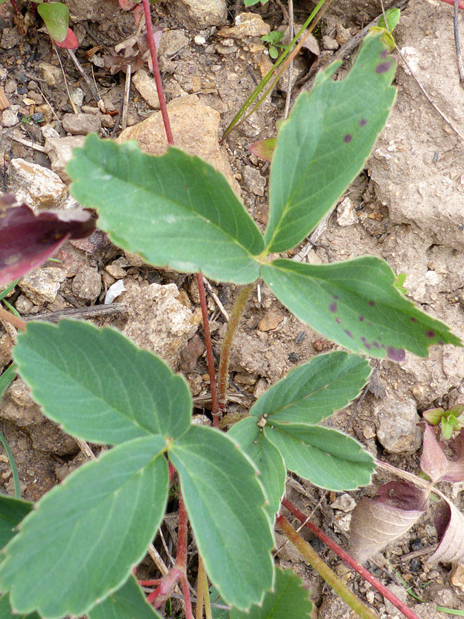 Greyish-green leaflets