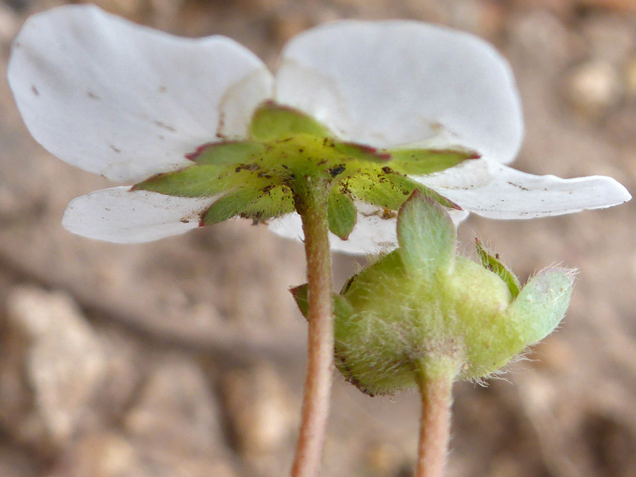 Hairy sepals